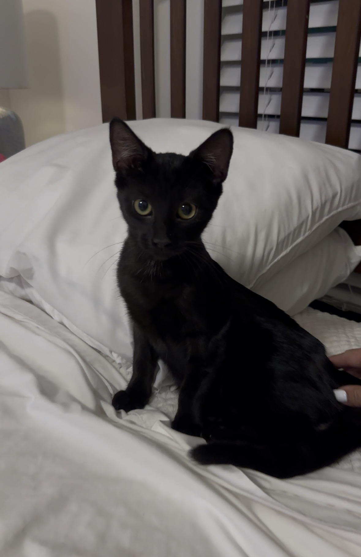 Black cat