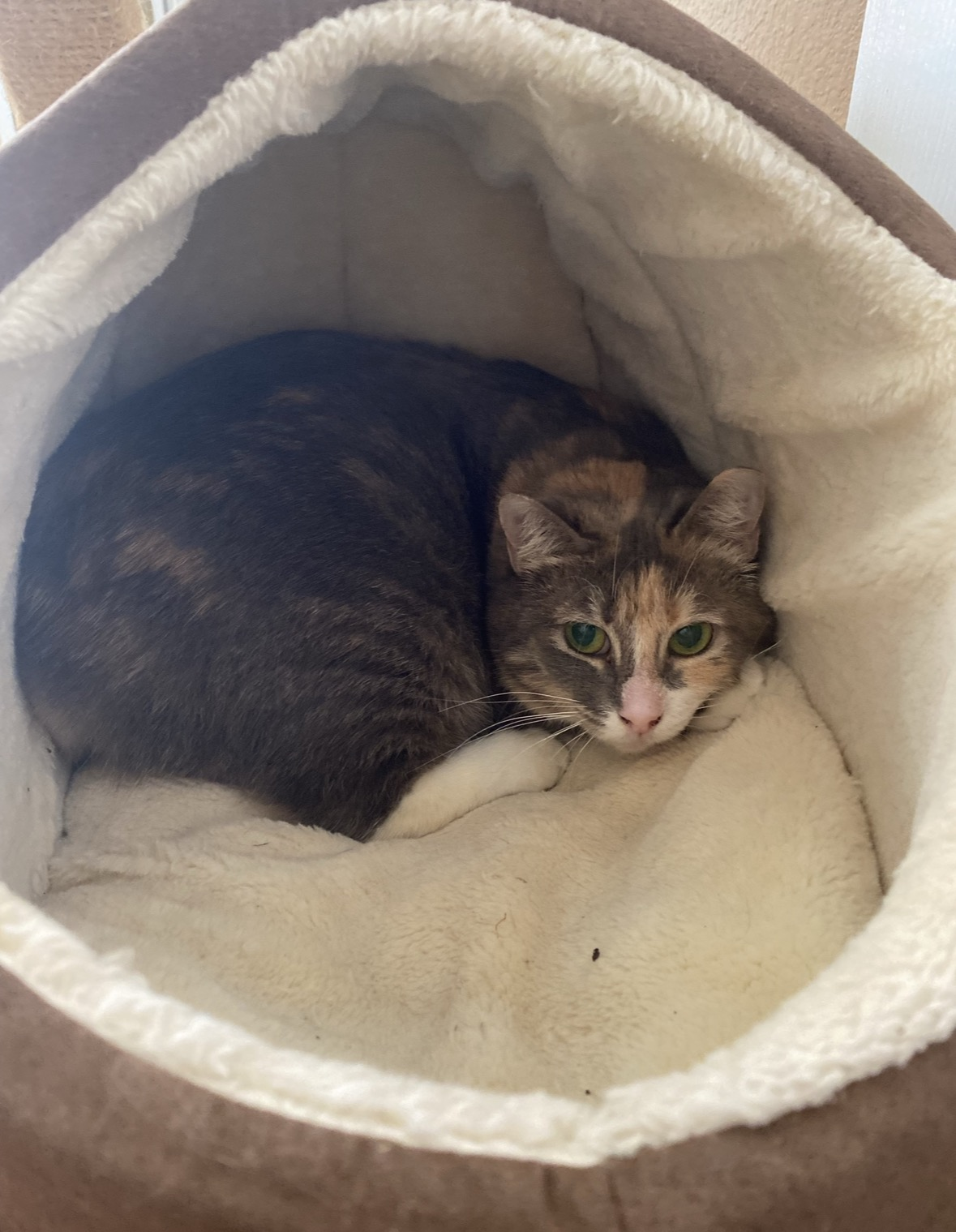 Calico cat resting in a bed