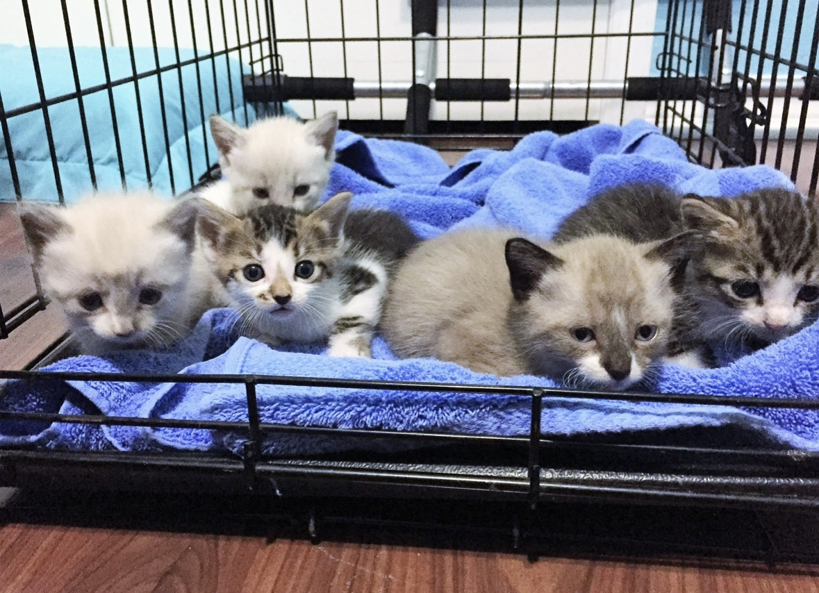 Group of rescued kittens