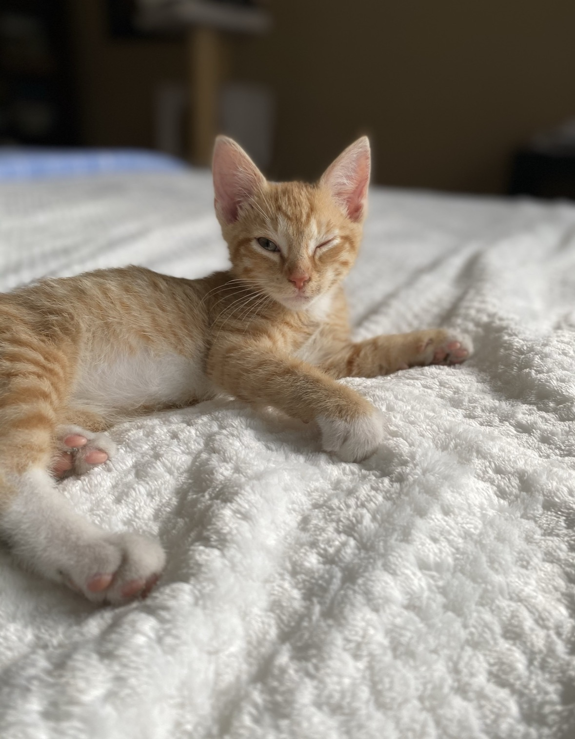 Orange kitten receiving care