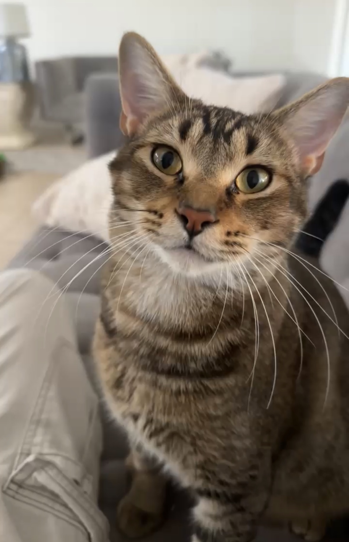 Tabby cat