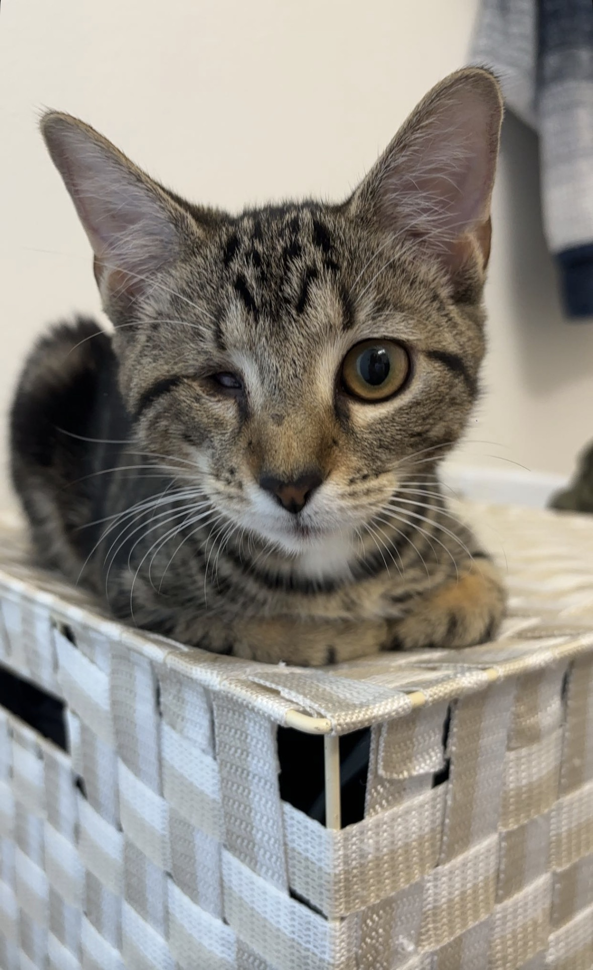 Tabby cat