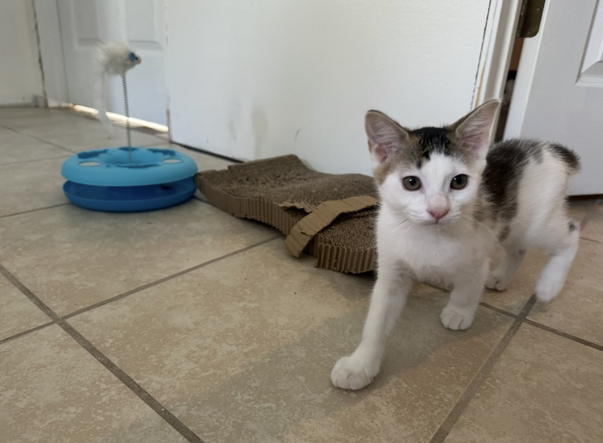 White and gray kitten